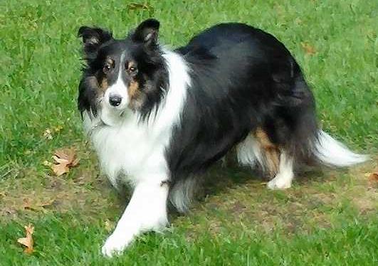 black and white sheltie puppies for sale
