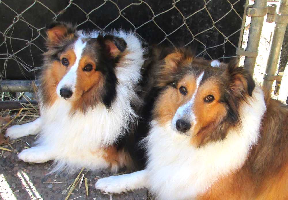 shelties for rehoming